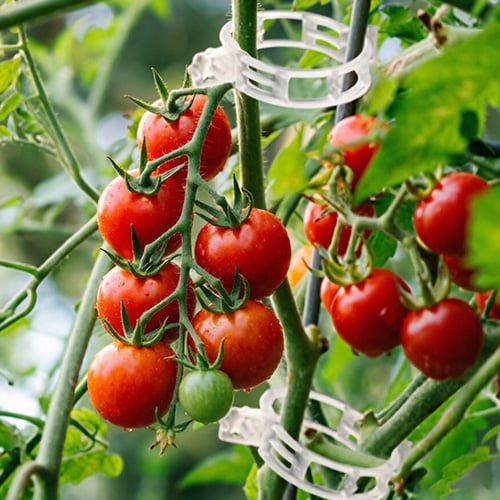 🥦🌽Secured Plastic Plant Clips🥕| Reusable Vine & Stem Support, Weatherproof Garden Clips for Tomato, Cucumber & Climbing Plants🥒🍅-8HJ9