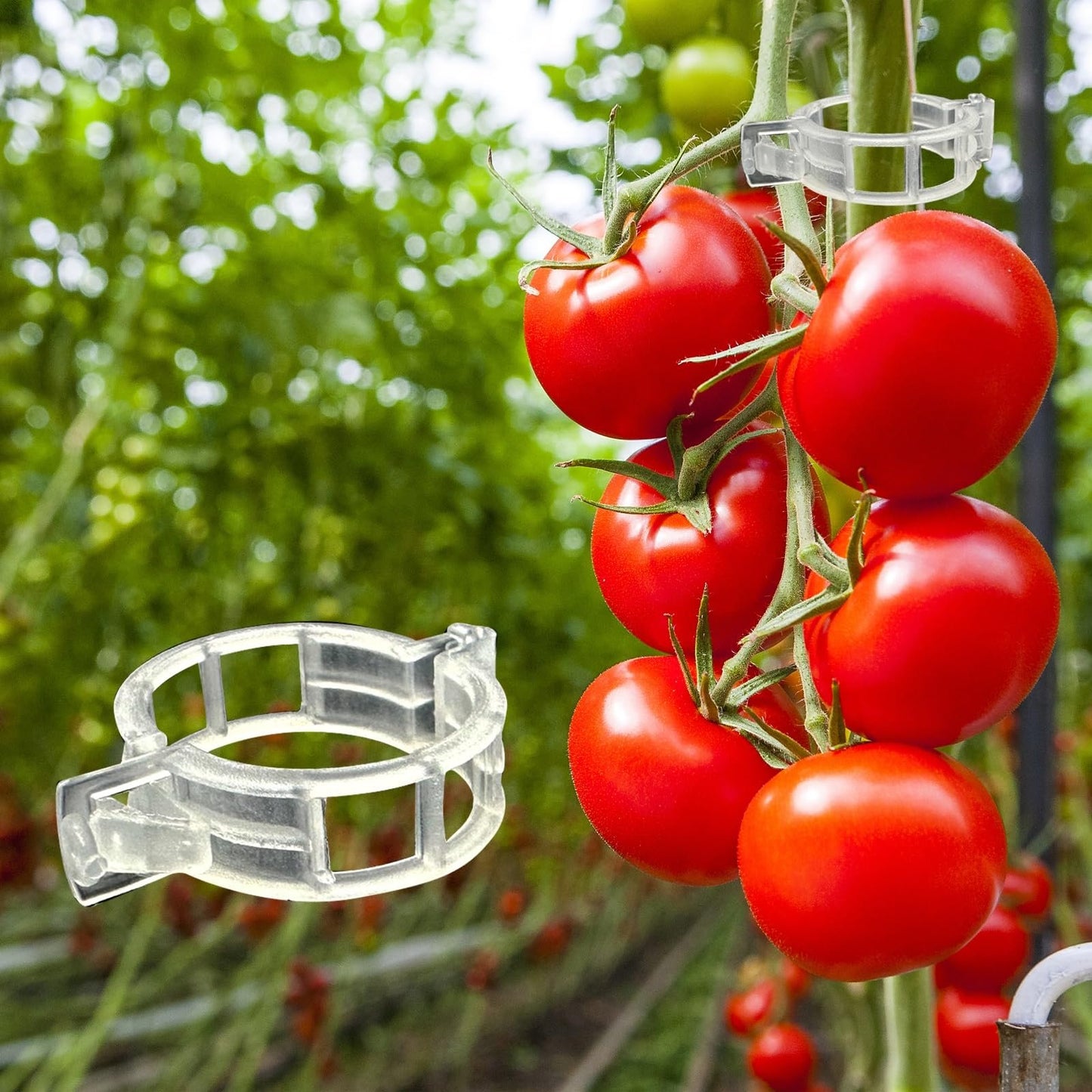 🥦🌽Secured Plastic Plant Clips🥕| Reusable Vine & Stem Support, Weatherproof Garden Clips for Tomato, Cucumber & Climbing Plants🥒🍅-8HJ9