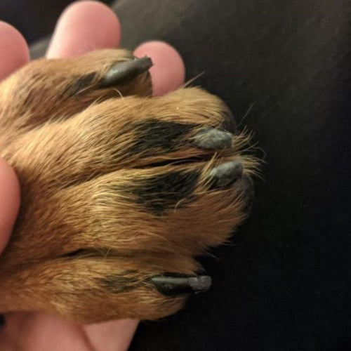 🏆2026 New Upgrade Silent Pet Trimmer - The Safer, Quieter Way To Trim Your Pet's Nails At Home-8RH7