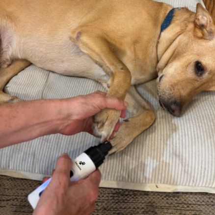 🏆2026 New Upgrade Silent Pet Trimmer - The Safer, Quieter Way To Trim Your Pet's Nails At Home-8RH7