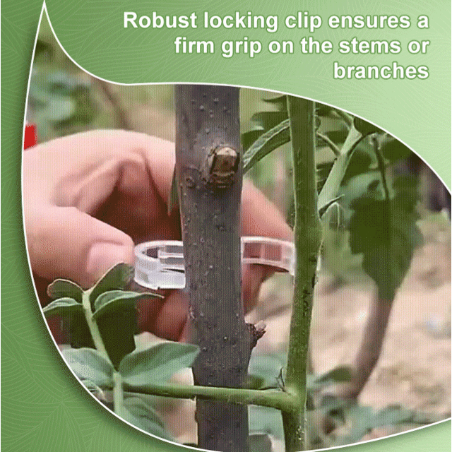 🥦🌽Secured Plastic Plant Clips🥕| Reusable Vine & Stem Support, Weatherproof Garden Clips for Tomato, Cucumber & Climbing Plants🥒🍅-8HJ9