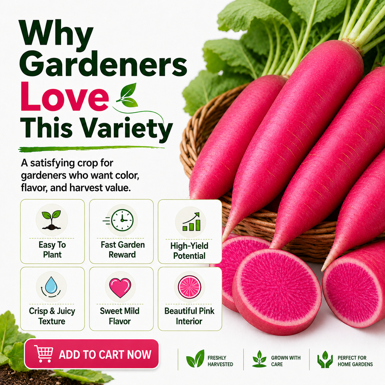 🔥 Limited Garden Season Offer 🔥 Easy-To-Grow Pineapple Fruit Radish Seeds With High-Yield Potential-8RH7