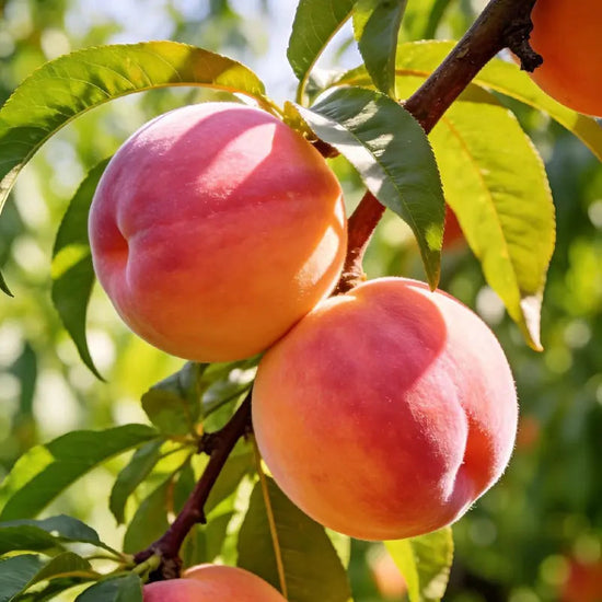 🔥 65K+ SOLD! 🍑 Heirloom "Honey Red" Dwarf Peach Tree Live Seeds -8CR5
