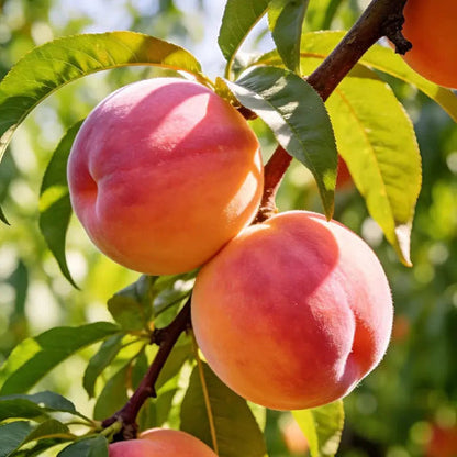 🔥 65K+ SOLD! 🍑 Heirloom "Honey Red" Dwarf Peach Tree Live Seeds -8CR5