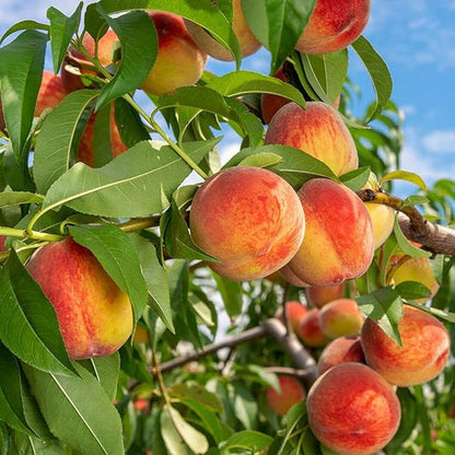 🔥 65K+ SOLD! 🍑 Heirloom "Honey Red" Dwarf Peach Tree Live Seeds -8CR5