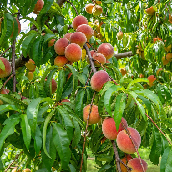 🔥 65K+ SOLD! 🍑 Heirloom "Honey Red" Dwarf Peach Tree Live Seeds -8CR5