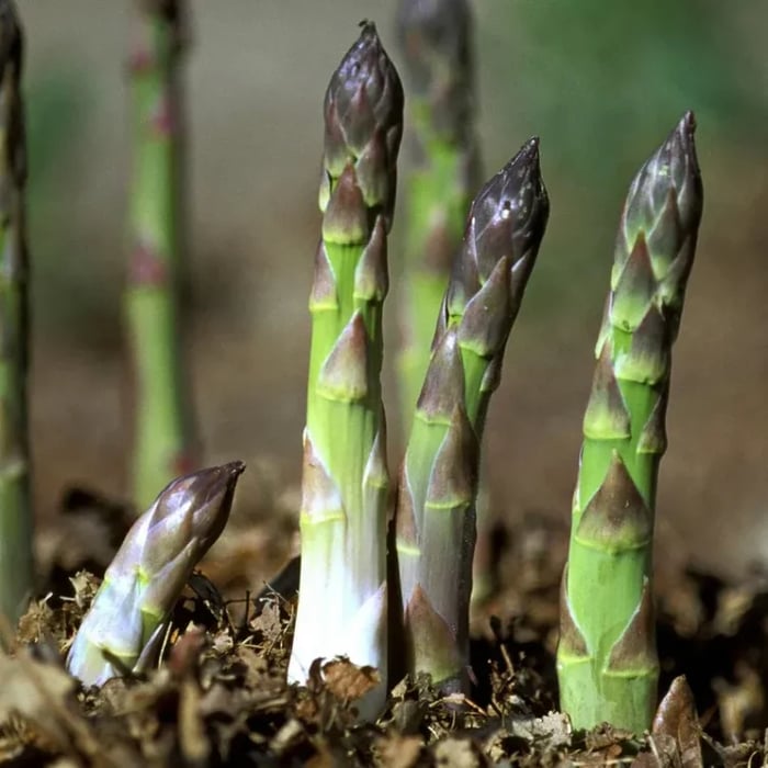 🌿Four Seasons Asparagus Mary Washington Seeds – Perennial, Tender, Nutrient-8CR5