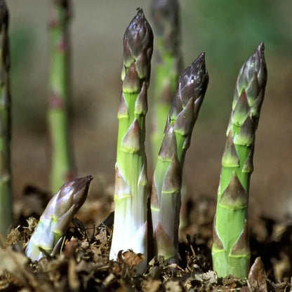 🌿Four Seasons Asparagus Mary Washington Seeds – Perennial, Tender, Nutrient-8CR5