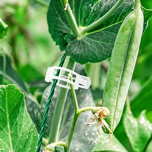 🥦🌽Secured Plastic Plant Clips🥕| Reusable Vine & Stem Support, Weatherproof Garden Clips for Tomato, Cucumber & Climbing Plants🥒🍅-8HJ9